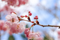 蜂と桜
