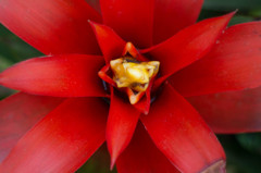 紅花