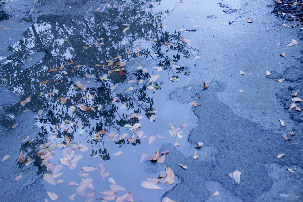 水の木