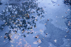 水の木