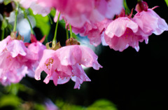 花降