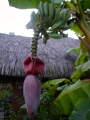バナナの花