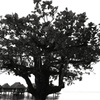 モーレア島の幸せを運ぶ木