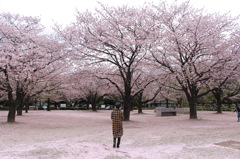 桜を眺める女性