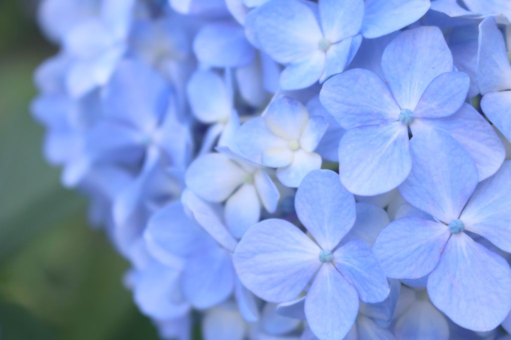 紫陽花　新宿御苑