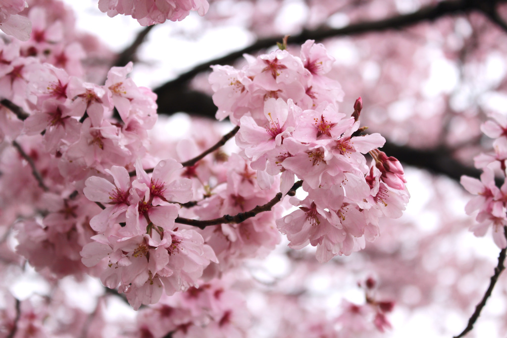 雨上がりのお花見
