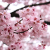 雨上がりのお花見