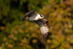 秋色に染めて 魚鷹