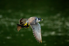 狩り風景　ハヤブサ2