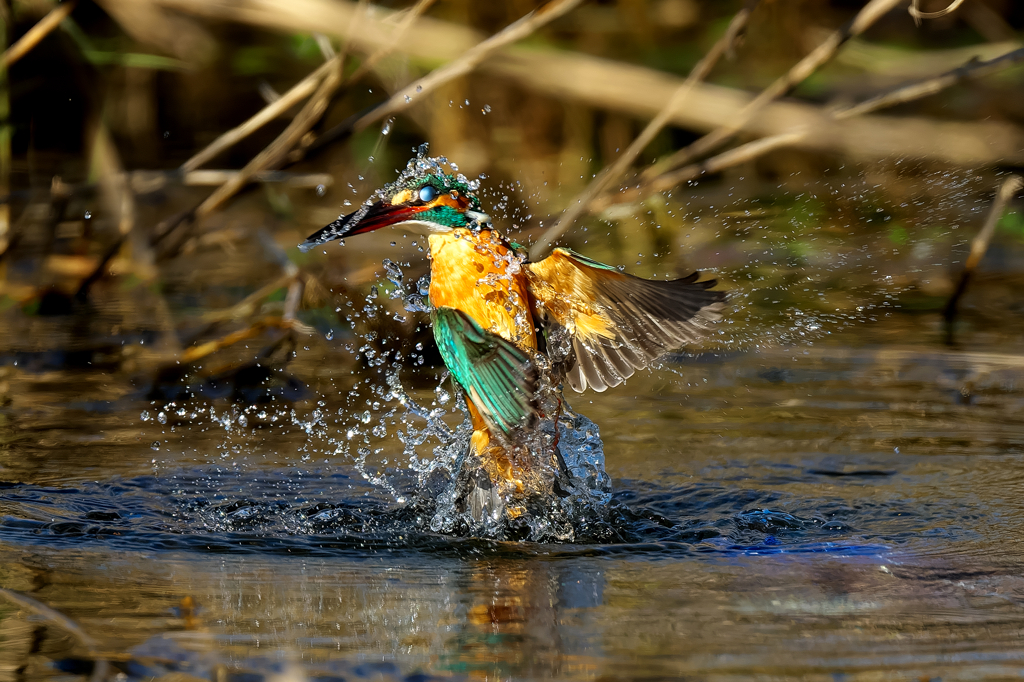 トルネイド　カワセミ