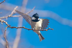 アクロバット飛行　ヒガラ