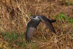 低空飛行で獲物を探す？　オオタカ