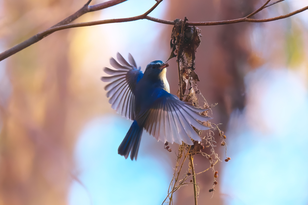 ♪♪ 今シーズンも来てくれました ♪♪　ルリビタキ