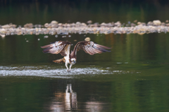 ダイブから離陸！　ミサゴ