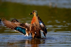 マガモとカルガモの交雑個体 “ マルガモ ” 現る？