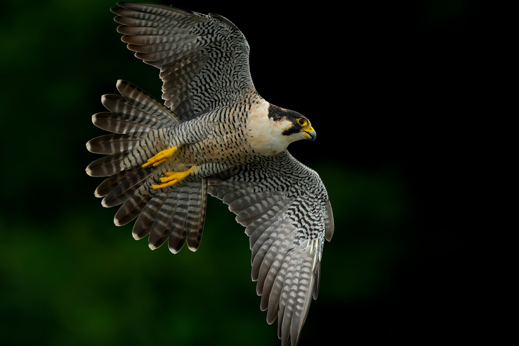 狩り風景　ハヤブサ3