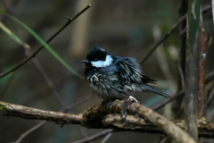 風呂はいいようなぁ～♨　ヒガラ