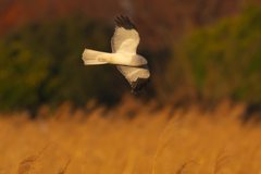 ねぐら入り　ハイイロチュウヒ