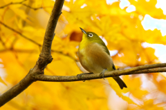 秋色に染めて　メジロ