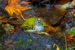 紅葉風呂は、いいよなぁ～♨　キクイタダキ