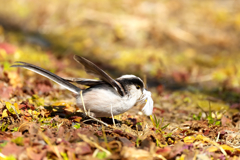 巣材集めも大変です!?　エナガ