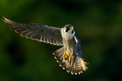 狩り風景　ハヤブサ2