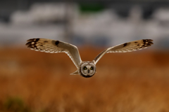 久しぶりの出会い　コミミズク