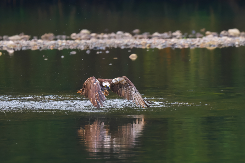 ダイブから離陸！　ミサゴ