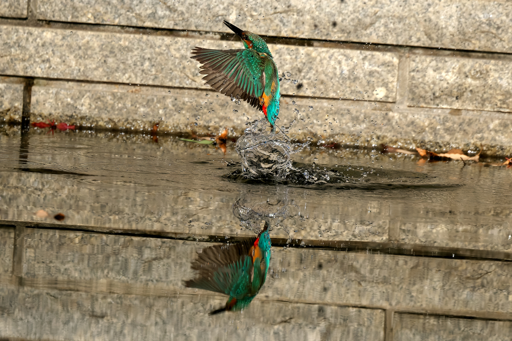 カワセミ　トルネイド