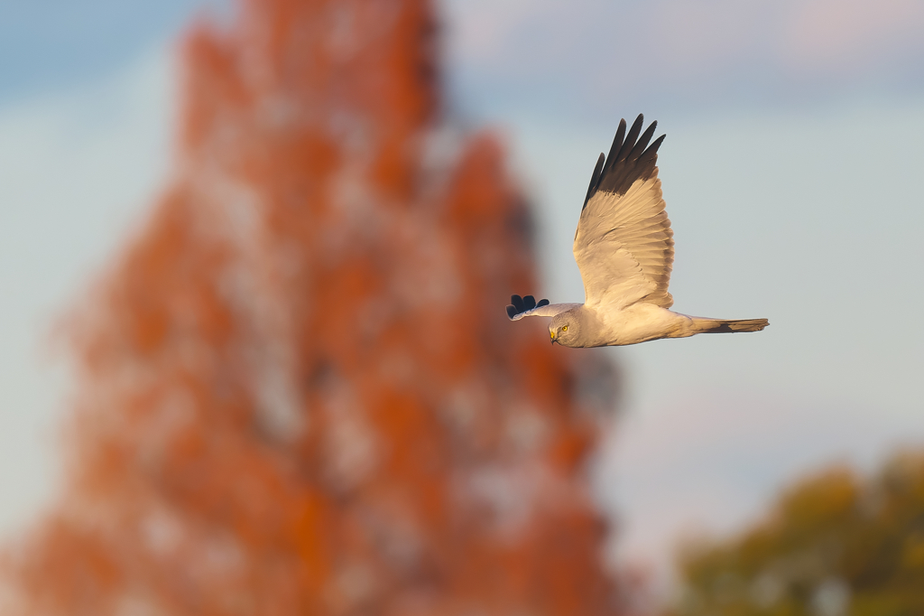 ねぐら入り　ハイイロチュウヒ