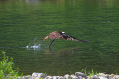 ミサゴ　狩り風景 離陸