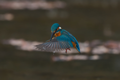 獲物を探す　カワセミ