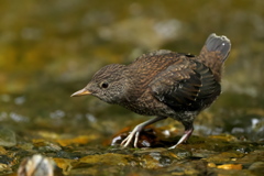 巣立ち　カワガラス　2
