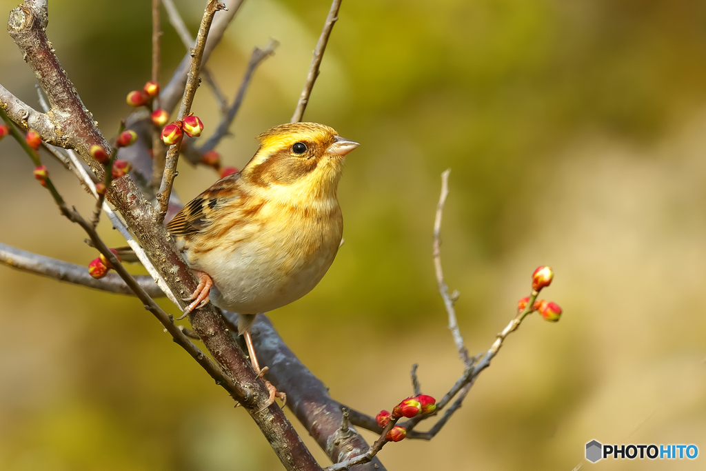 梅とミヤマホオジロ ♀