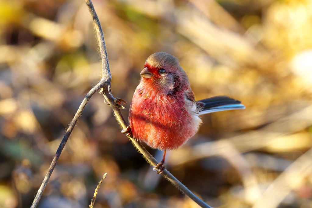 ますます紅い猿に・・・・ベニマシコ