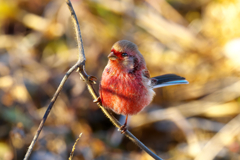 ますます紅い猿に・・・・ベニマシコ