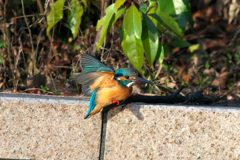 あんよがかわいい！　カワセミ君の着地