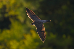 低空飛行　ハヤブサ