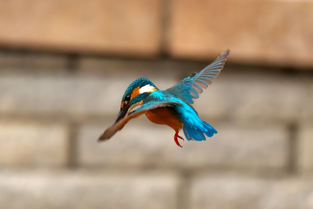 ホバリングで獲物を探します！　カワセミ