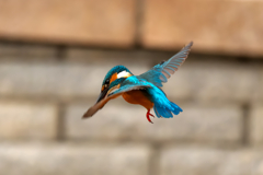 ホバリングで獲物を探します！　カワセミ