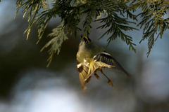 ホバリングでフライキャッチ！　キクイタダキ