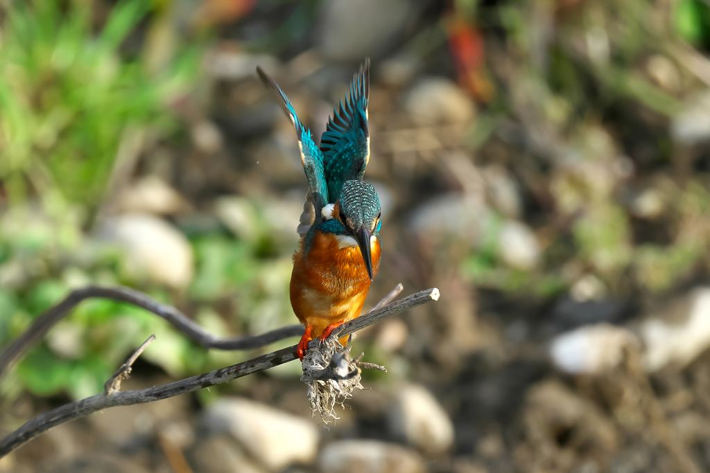 カワセミ狩り風景