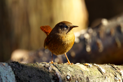 この季節は、里山で？　ミソサザイ