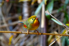 こんなに綺麗なのに特定外来生物　相思鳥