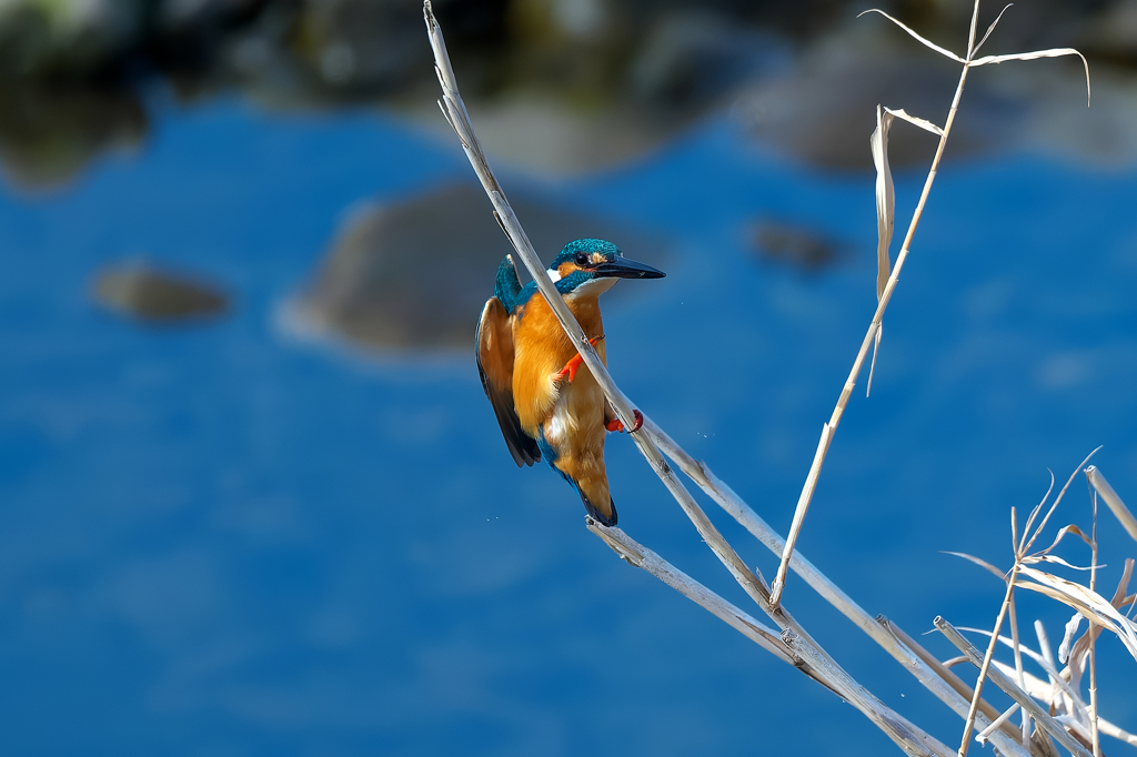 カワセミ　帰還