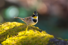 出会いに感謝　ミヤマホオジロ ♂　Ⅱ