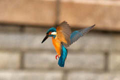 ホバリングで獲物を探します！　カワセミ