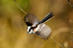 可愛らしさは、シマエナガに負けません！エナガ