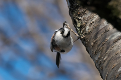 見つめられたら悩殺です！エナガ