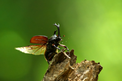 今では人気ないのかなぁ～　カブトムシ